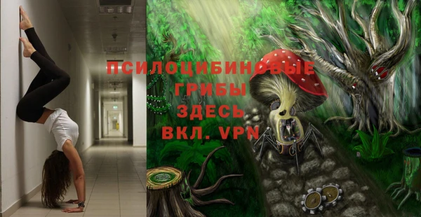 прущие грибы Абинск