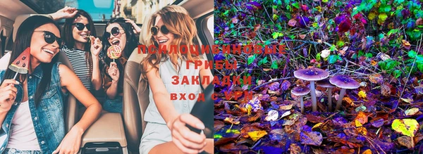 прущие грибы Абинск